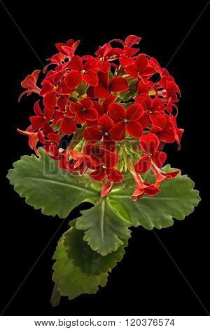 Flower Kalanchoe, Tropical Succulent, Isolated On Black Background