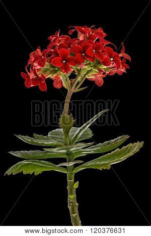 Flower Kalanchoe, Tropical Succulent, Isolated On Black Background