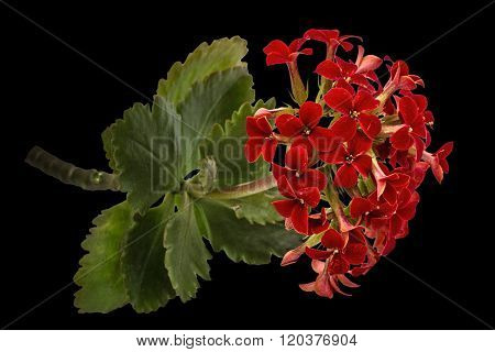 Flower Kalanchoe, Tropical Succulent, Isolated On Black Background