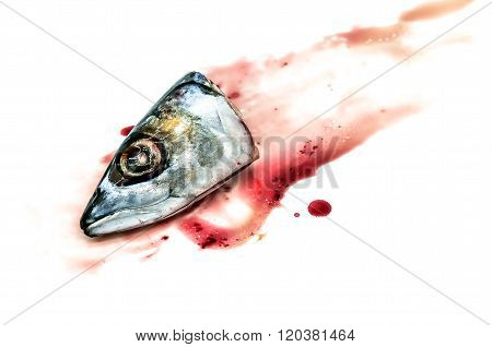 Fresh saba fish head with Dripping blood