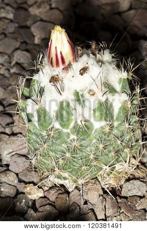 Flower Of A Cactus Gymnocalycium Saglionis