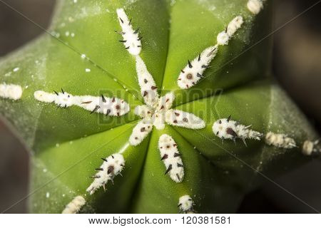 Closeup View Of A Marginatocereus Marginatus Cactus With The Typical Star Shape