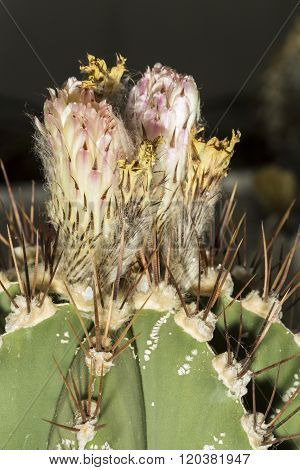 Flower Of A Astrophytum Ornatum Or Bishop's Cap