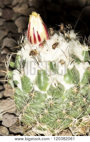 Flower Of A Gymnocalycium Saglionis Cactus