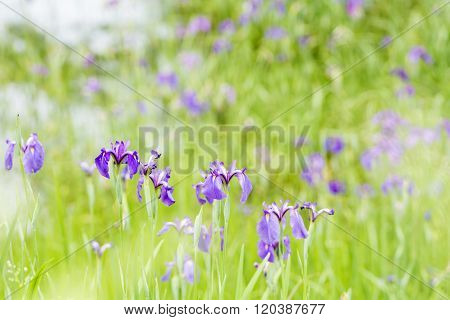 Purple wild iris