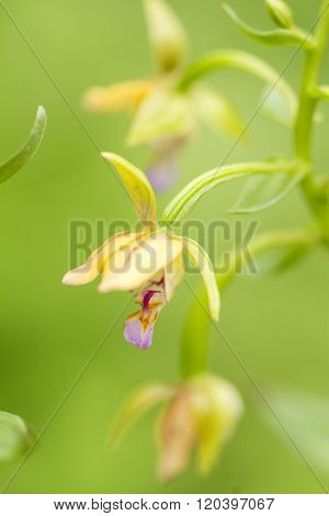 Small orchid flowers