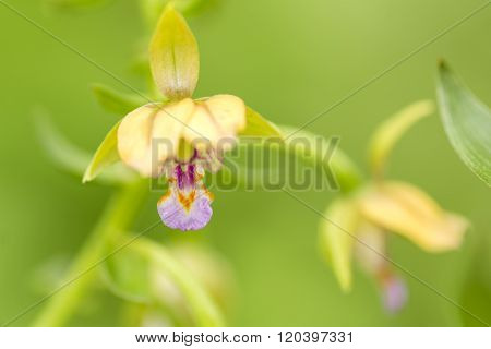 Small orchid flowers