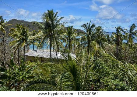 Beautiful palm tree view over Mantaray Island, Fiji