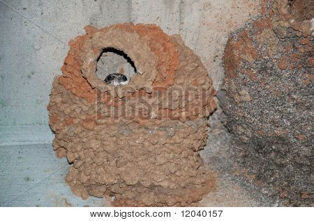 swallow
