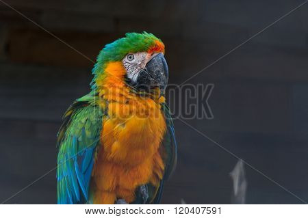 Beautiful Colorful Macaw Parrot