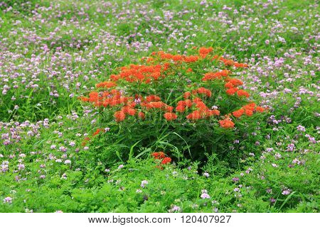 Asclepias wild flower bush in the meadow, Spring time in Michigan