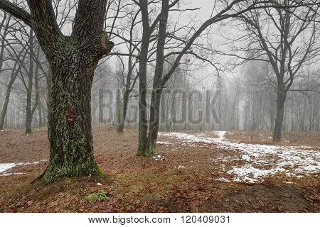 Birch Forest With Melting Snow In Spring
