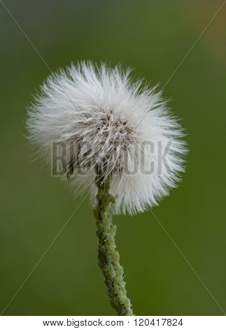 Aphids on dandelion seed head