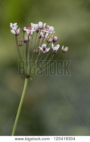 Flowering Rush