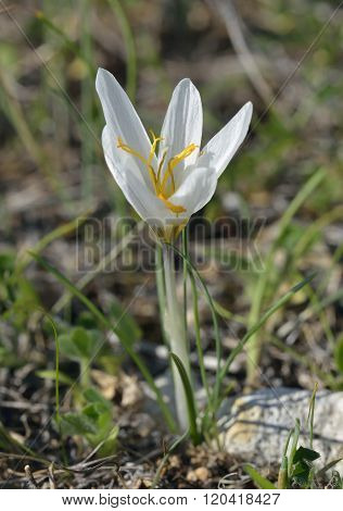 Cyprus Crocus