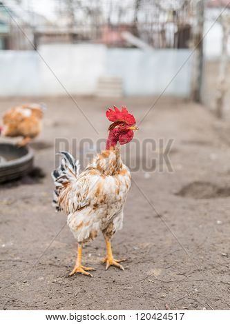Nacked neck rooster in the fowl yard.