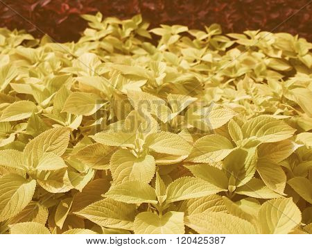 Retro Looking Coleus Nettle Plant