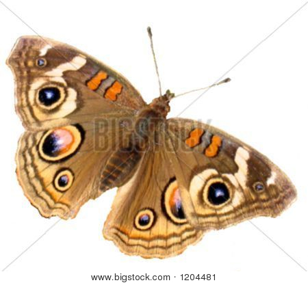 Coenia