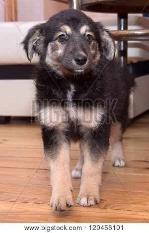 puppy German shepherd