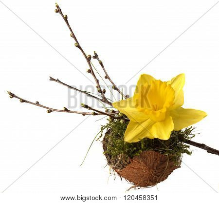 Isolated spring decoration: Narcissus and twig with buds on moss filled coconut shell.