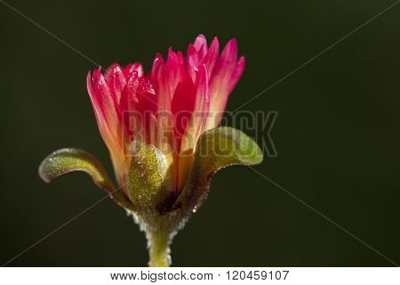 Dorotea-flower in closeup, macro.