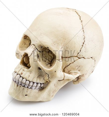 Skull model isolated on a white background.