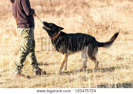 German shepherd playying with your owner on the meadow