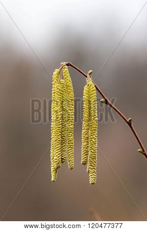 Close up from Corylus avellana Hazelnoot male flowers