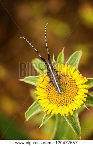Flat-faced longhorn beetle (Agapanthia card), close up