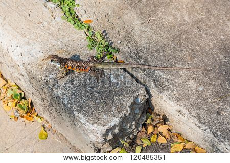 Butterfly Agama Lizard