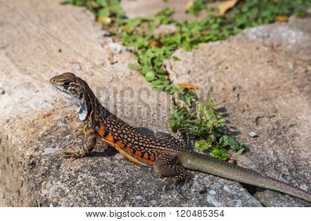 Butterfly Agama Lizard