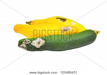 Molded Vegetable Marrow (zucchini)