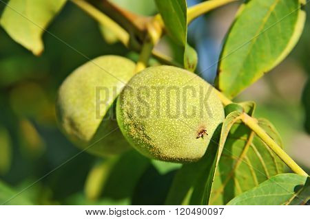 Walnut Tree (juglans Regia) With Fruit