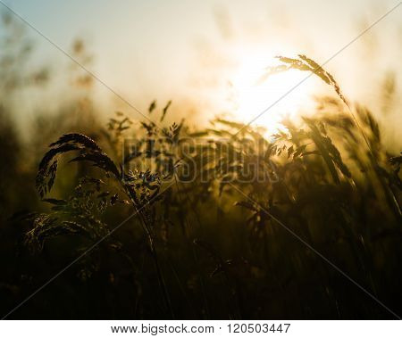 field of crops