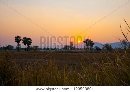 Sunset on the road of cornfield in countryside