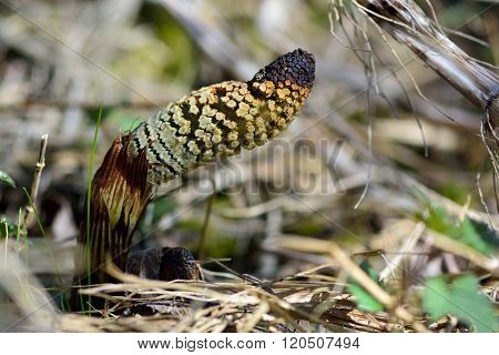 Great horsetail (Equisetum telmateia)