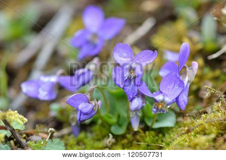Early dog-violet (Viola reichenbachiana)