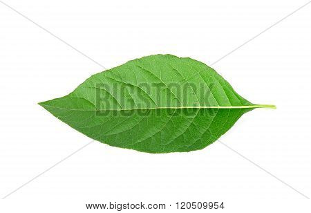 Adhatoda Vasica Or Medicinal Basak Leaf Isolated On White