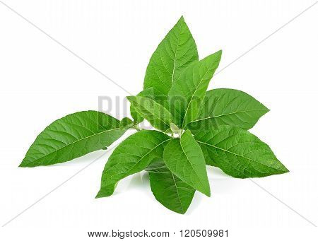 Adhatoda Vasica Or Medicinal Basak Leaf Isolated On White
