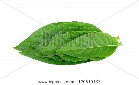 Adhatoda Vasica Or Medicinal Basak Leaf Isolated On White