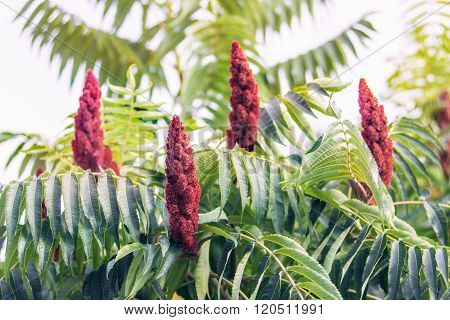 Staghorn Sumac Or Velvet Sumac