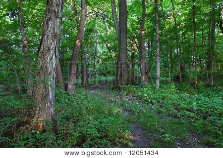 Scenario di foresta - Shabbona, Illinois