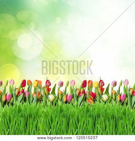 green lawn with tulips
