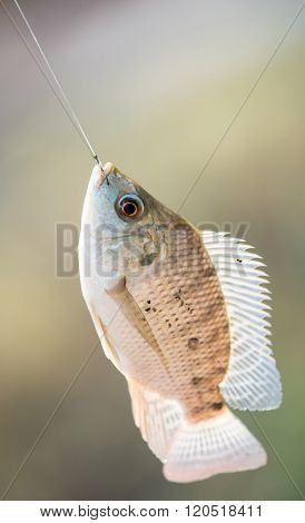 Nile Tilapia Fish Hanging On Hook