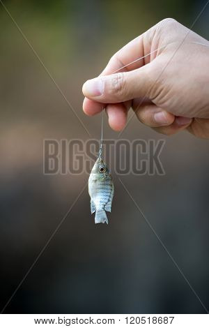 Nile Tilapia Fish Hanging On Hook