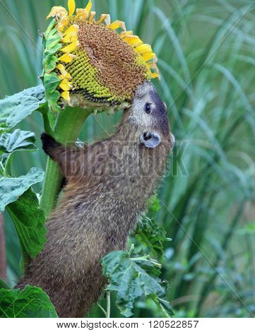 Groundhog climbing sunflower stalk