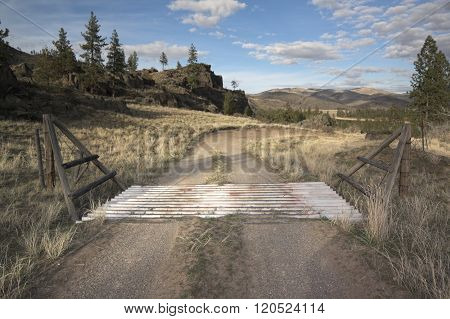 Road into the Wild Side