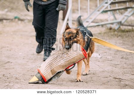 German Shepherd Dog training. Biting dog