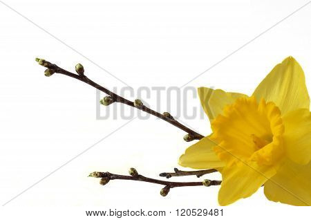 Isolated spring decoration: Narcissus and twig with buds.