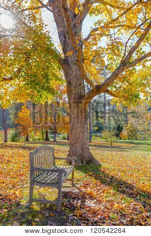 Meadow in autumn park with bench under big tree.